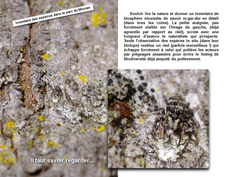 Rencontrez les fourmis sur le terrain - La Salamandre